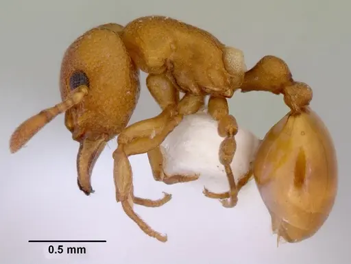 Mesostruma inornata specimen