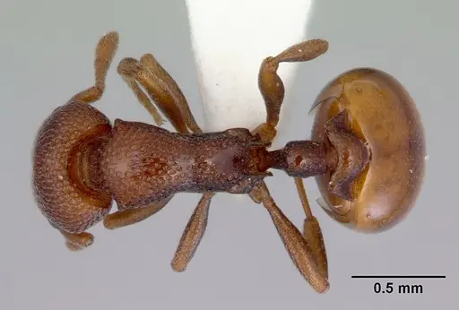 Mesostruma laevigata specimen