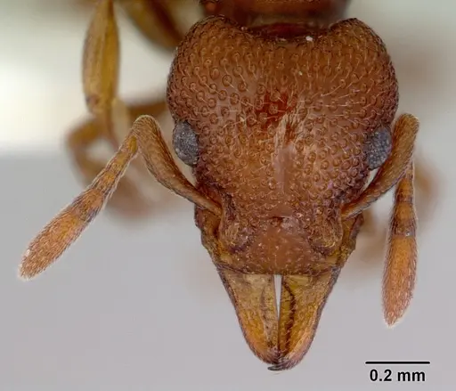 Mesostruma laevigata specimen