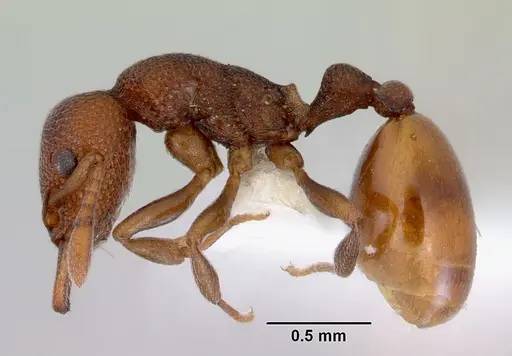 Mesostruma laevigata specimen