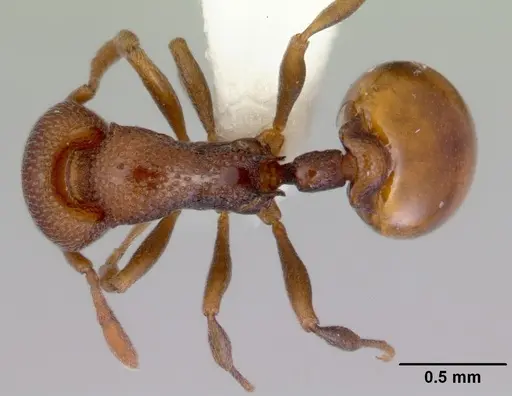 Mesostruma laevigata - CASENT0172476