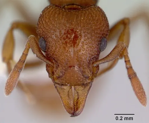 Mesostruma laevigata - CASENT0172476