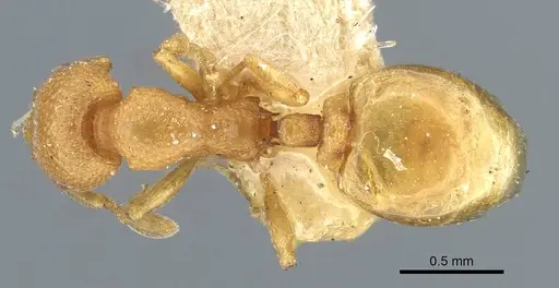 Mesostruma laevigata - CASENT0911195