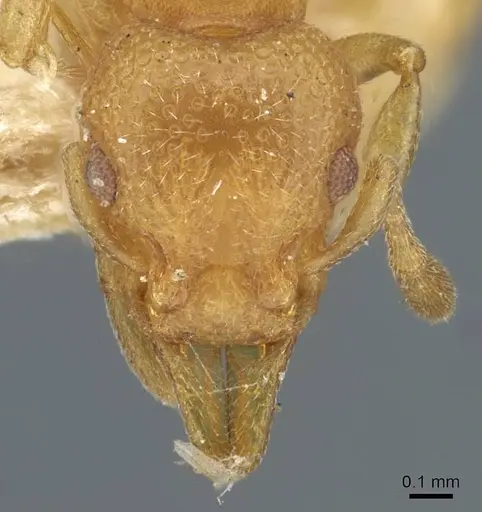 Mesostruma laevigata - CASENT0911195