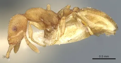 Mesostruma laevigata - CASENT0911195