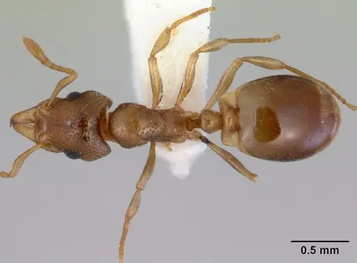 Mesostruma loweryi specimen