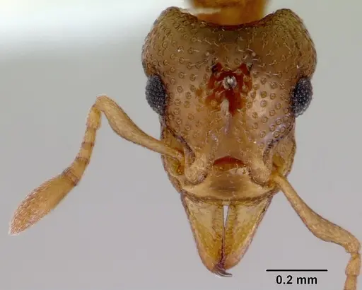 Mesostruma loweryi specimen