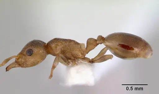 Mesostruma loweryi specimen