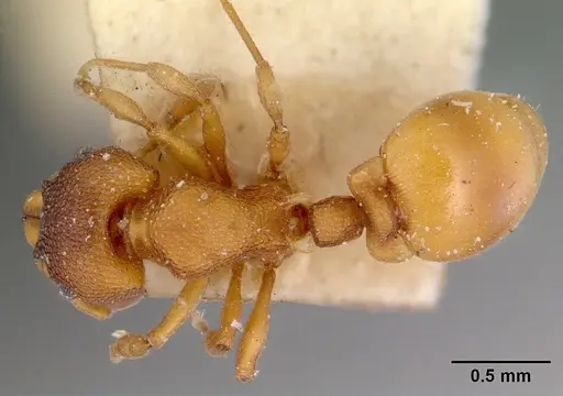 Mesostruma turneri specimen