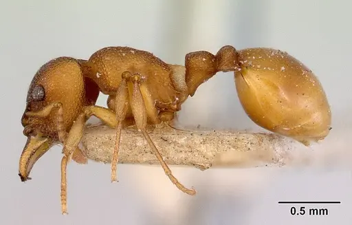 Mesostruma turneri specimen