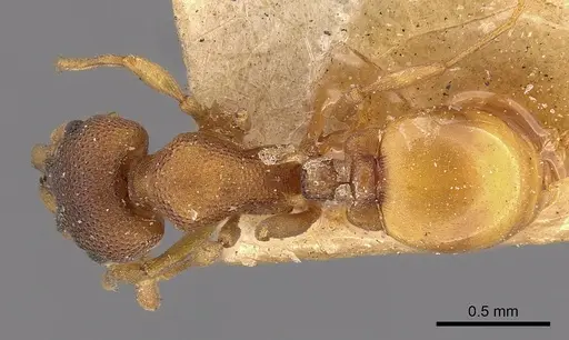 Mesostruma turneri - CASENT0900000