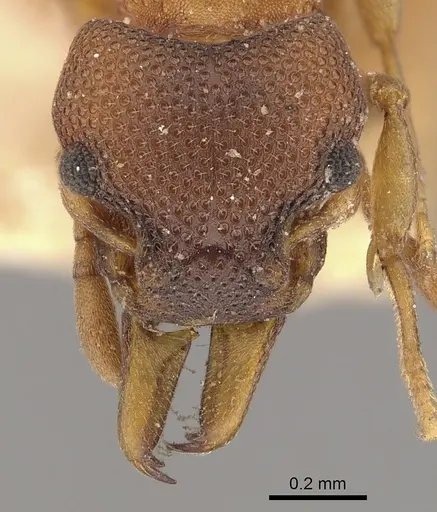 Mesostruma turneri - CASENT0900000