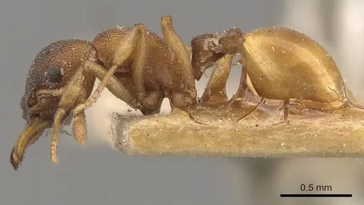 Mesostruma turneri - CASENT0900000