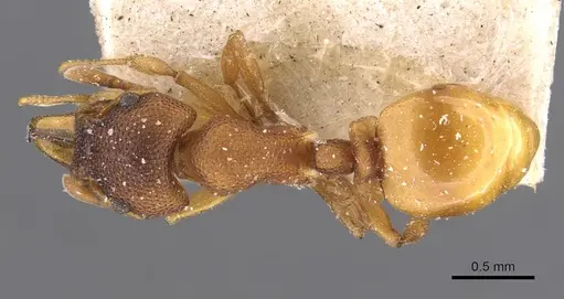 Mesostruma turneri - CASENT0909351