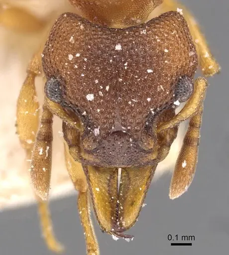 Mesostruma turneri - CASENT0909351