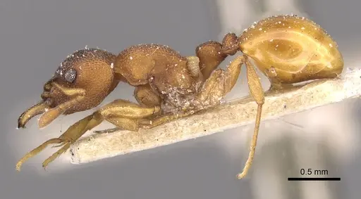 Mesostruma turneri - CASENT0909351