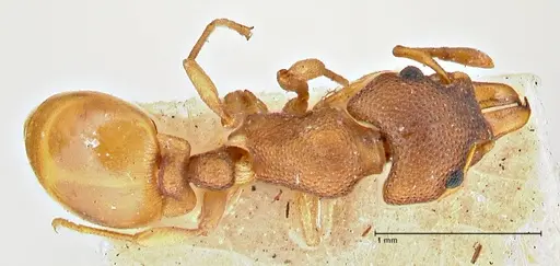 Mesostruma turneri - FOCOL2971