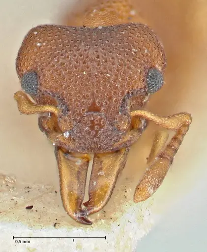 Mesostruma turneri - FOCOL2971