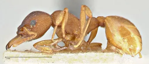 Mesostruma turneri - FOCOL2971