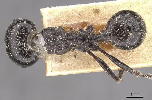 Messor abdelazizi specimen