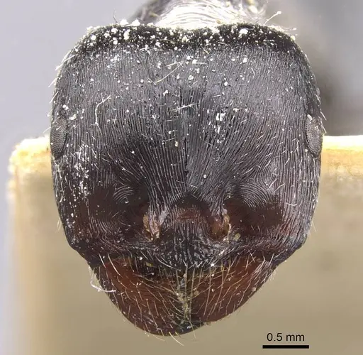 Messor abdelazizi specimen