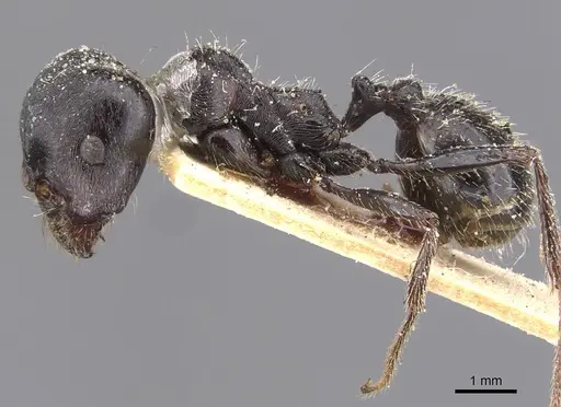 Messor abdelazizi specimen