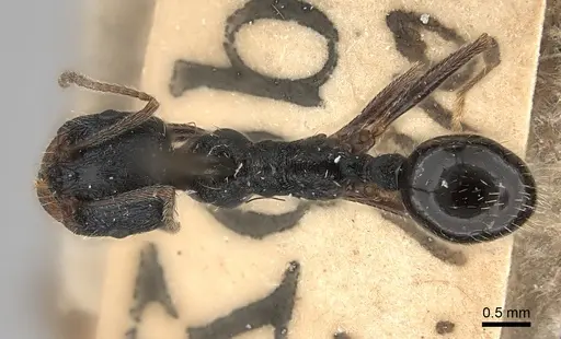 Messor aciculatus specimen