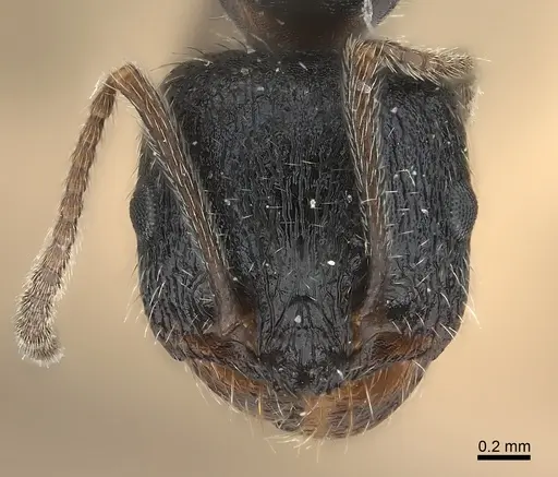 Messor aciculatus specimen
