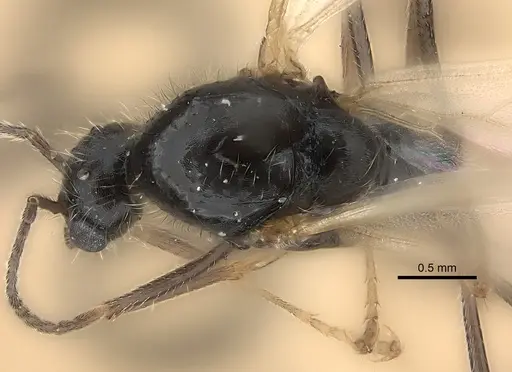 Messor aciculatus - CASENT0217861