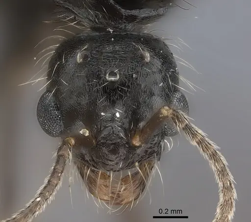 Messor aciculatus - CASENT0217861