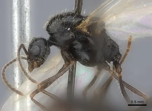 Messor aciculatus - CASENT0217861