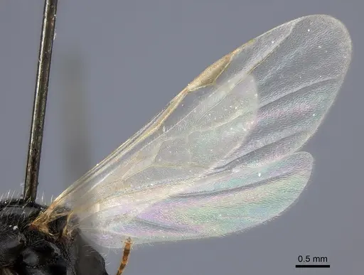 Messor aciculatus - CASENT0217861