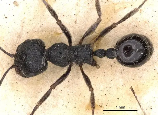 Messor aciculatus - CASENT0900469