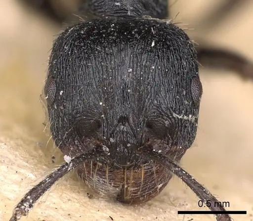 Messor aciculatus - CASENT0900469