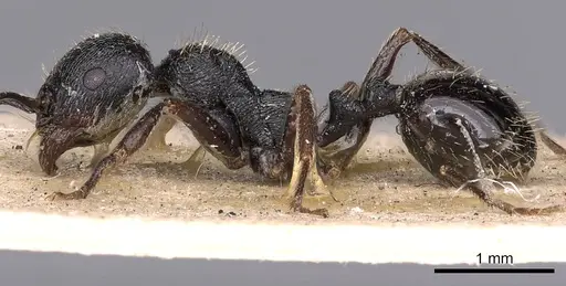 Messor aciculatus - CASENT0900469