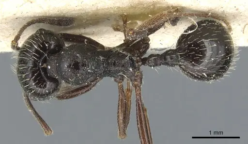 Messor aciculatus - CASENT0904141