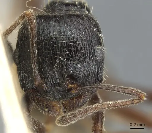 Messor aciculatus - CASENT0904141