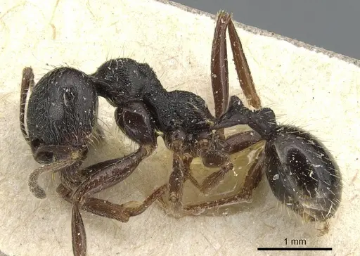 Messor aciculatus - CASENT0904141