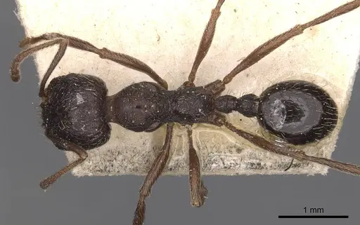 Messor aciculatus - CASENT0907743