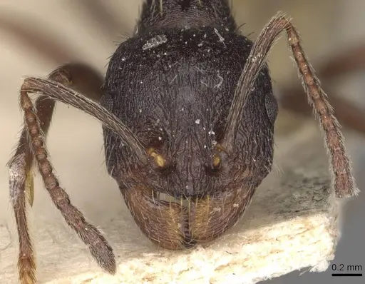 Messor aciculatus - CASENT0907743