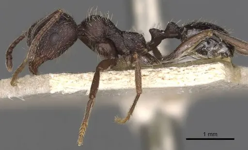 Messor aciculatus - CASENT0907743