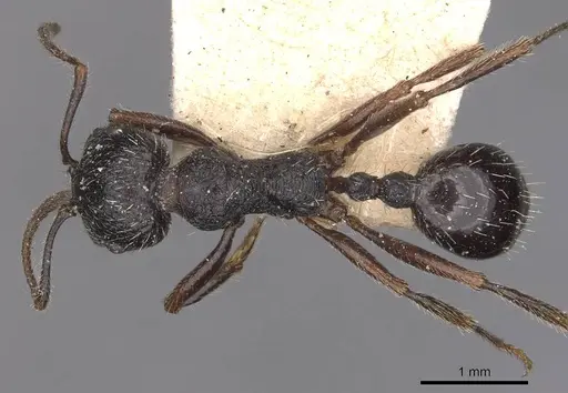 Messor aciculatus - CASENT0907744