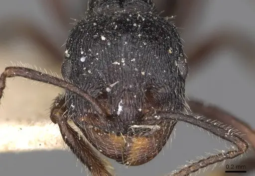 Messor aciculatus - CASENT0907744