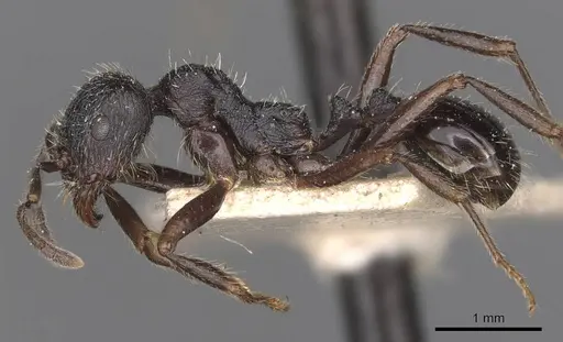 Messor aciculatus - CASENT0907744