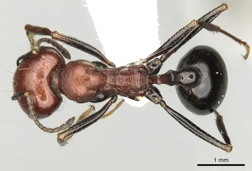 Messor aegyptiacus specimen