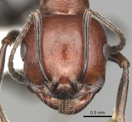 Messor aegyptiacus specimen