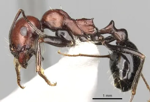 Messor aegyptiacus specimen