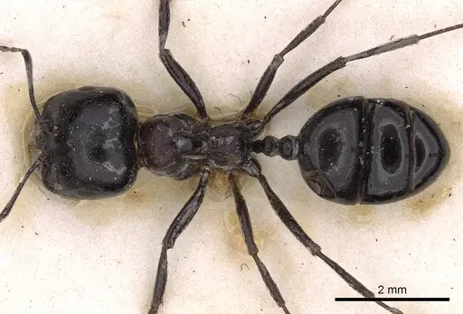 Messor aegyptiacus - CASENT0900482