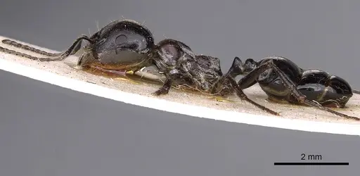 Messor aegyptiacus - CASENT0900482