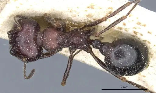 Messor aegyptiacus - CASENT0904120